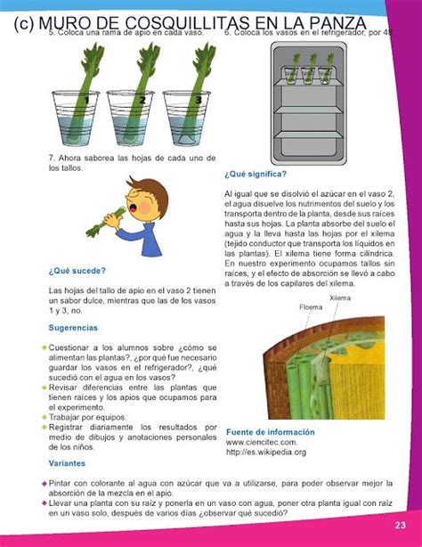 Ciencia En Preescolar Manual De Experimentos Para El Profesor Artofit