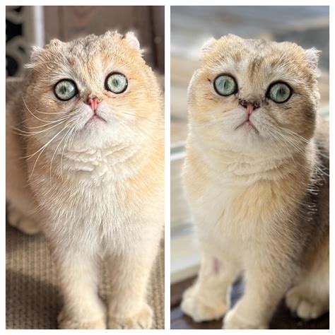 Stenotic Nares Surgery Beforeafter Rscottishfold