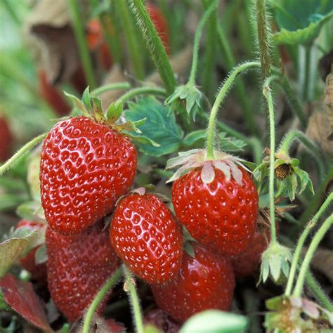 Everbearing Strawberry Plants For Sale Everbearing Strawberry Grow