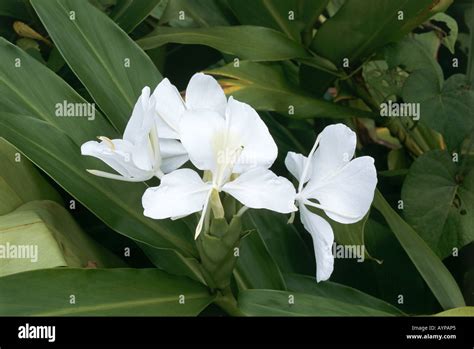 National Flower Of Cuba Hi Res Stock Photography And Images Alamy