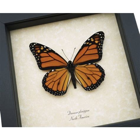 Monarch Butterflies We Offer A Large Variety Of Framed Monarch