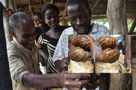 Les Escargots G Ants En C Te D Ivoire Une Fili Re En Plein Essor