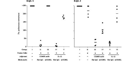 Evects Of In Vivo Blocking Endogenous Ox 40rox 40l Interaction On The