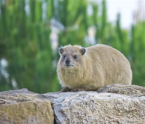 Rock Hyrax Stock Photo Image Of Rock Africa Stone 13135364