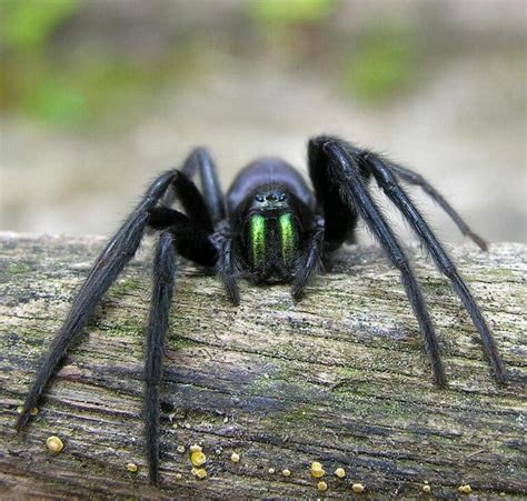 Tube Web Spider (Segestria Florentina) - Glenlivet Wildlife