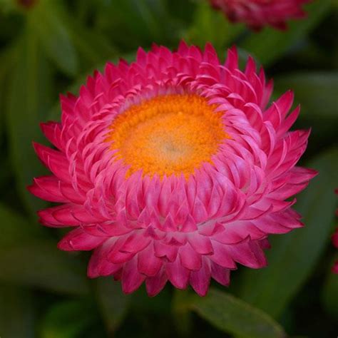 Dreamtime® Bracteantha