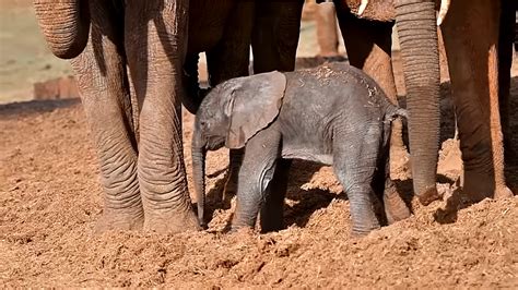 Adorable Baby Elephants Birth Causes Huge Celebration From Herd In