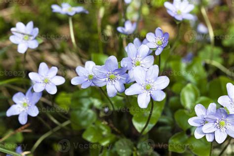 spring flowers . forest 9509804 Stock Photo at Vecteezy