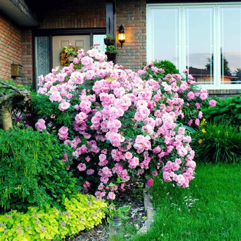 Spirea Varieties: 13 Common & Rare Types Of Spirea | The Home Tome