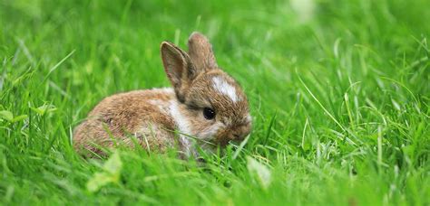 Diet for baby rabbits: How to feed them – The Little Hay Company