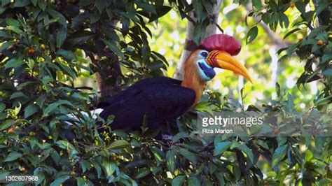 Knobbed Hornbill Photos And Premium High Res Pictures Getty Images