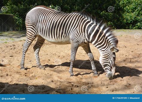 The Grevy S Zebra Equus Grevyi Stock Image Image Of Captive African