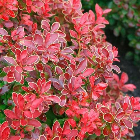 Барбарис Тунберга Адмирейшн в ландшафтном дизайне (42 фото) - фото ...