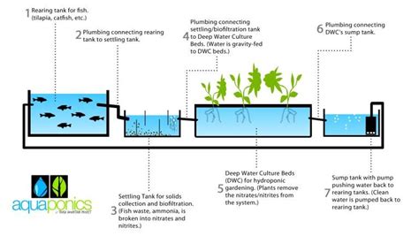 Aquaponics farming diagram | Kile