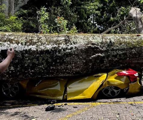 Pohon Tumbang Timpa Empat Mobil Di Farmhouse Lembang Intania Sebut Tak