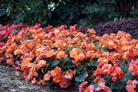 Begonia Umn Extension