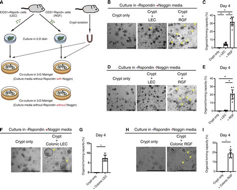 Lymphatics And Fibroblasts Support Intestinal Stem Cells In Homeostasis And Injury Cell Stem Cell