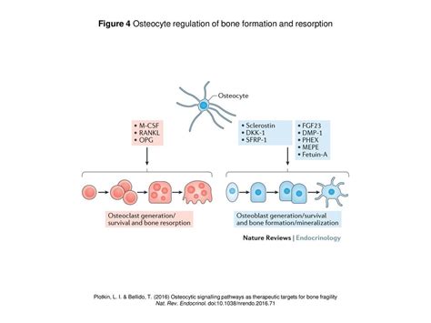 Figure 4 Osteocyte Regulation Of Bone Formation And Resorption Ppt