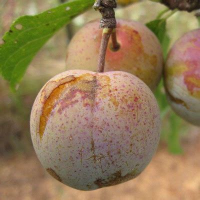 Prunier Reine Claude De Bavay Vente Prunus Domestica Auto Fertile