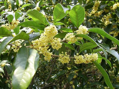 Osmanthus fragrans | GardensOnline