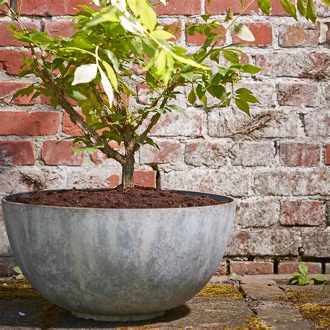 Buy Artificial Rubber Plant In Pot