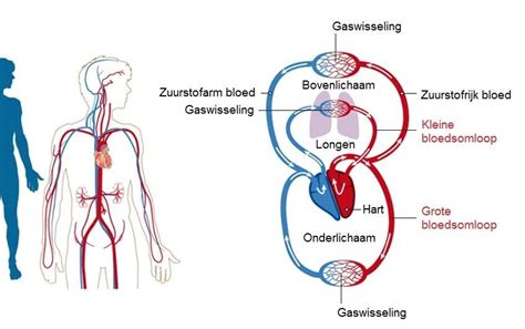 De Bloedsomloop En Het Hart Mr Chadd Academy