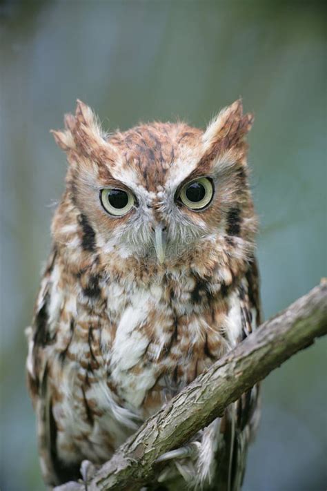 Eastern Screech Owl Red Phase Stock Photo Image Of Bird Animal