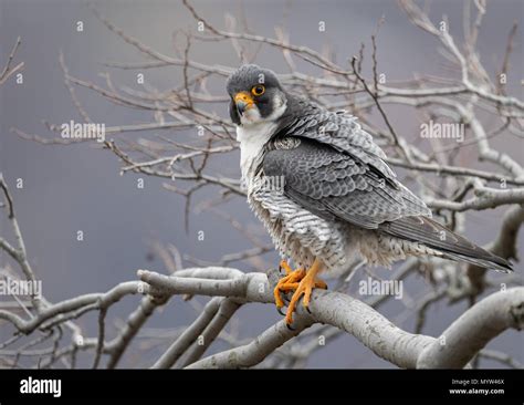 Peregrine Falcon Portrait Stock Photo Alamy