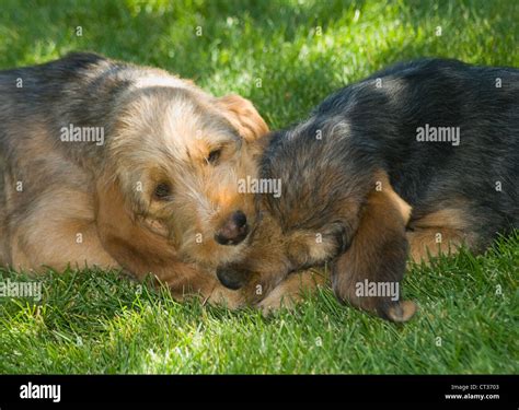 Otterhound puppies together Stock Photo - Alamy