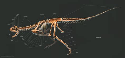 Carnotaurus sastrei Skeleton Study (2018)(Labels) by TheDragonofDoom on ...