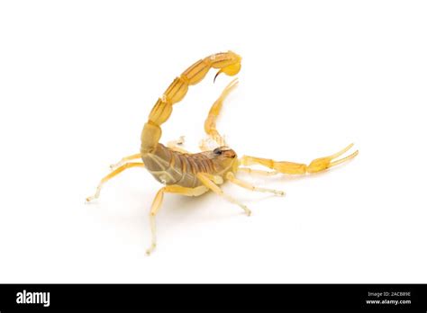 Scorpion Species Hi Res Stock Photography And Images Alamy