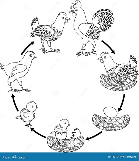 Ciclo Di Vita Del Pollo Illustrazione Vettoriale Illustrazione Di