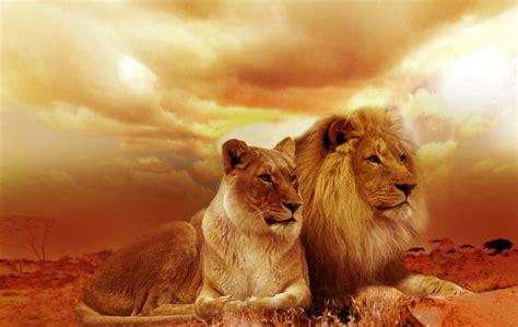 Lion Family Wallpapers - 4k, HD Lion Family Backgrounds on WallpaperBat