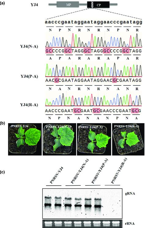 Effect Of Substitution Mutagenesis On The Pathogenicity Of Pnrsv A