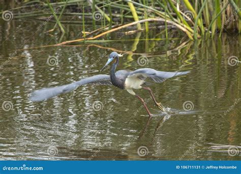 Tricolored Heron Flying Low Over Water In A Florida Swamp Stock Image