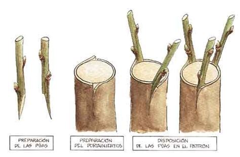 T Cnicas De Injertos Y Portainjertos El Injerto El Injerto Es Una