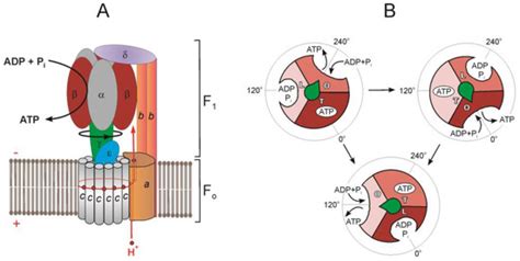 Ijms Free Full Text F1·fo Atp Synthase Atpase Contemporary View On