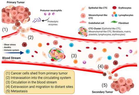 Schematic Representation Of Circulating Tumor Cells Ctcs Detaching