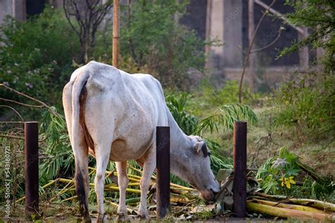 Indian Cow Grazing In The Field Cow Eating Grass In A Paddy Field