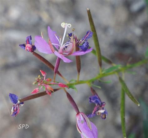 Fireweed The Fire Follower Colorado Native Plant Society