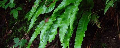 Nature Today Inheemse Planten Tongvaren