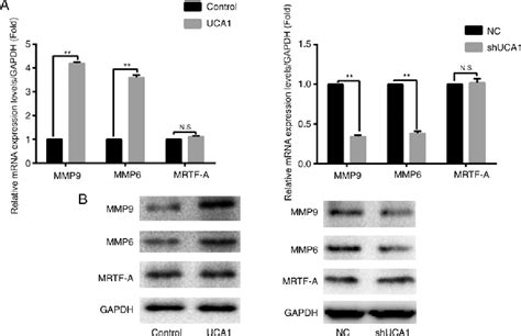 Figure From Long Non Coding Rna Urothelial Cancer Associated Can