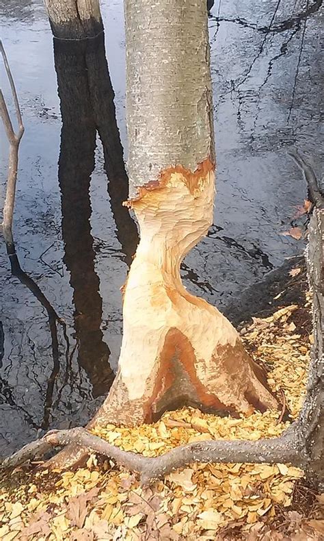 Beaver S Art Photograph By Wendy Hall Fine Art America