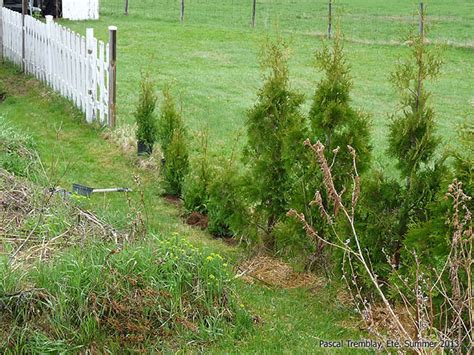 Cedar Hedging How To Plant Cedar Hedge Trees