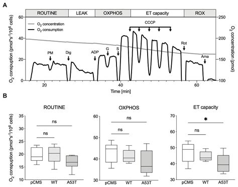 Life Free Full Text α Synuclein A53t Promotes Mitochondrial Proton