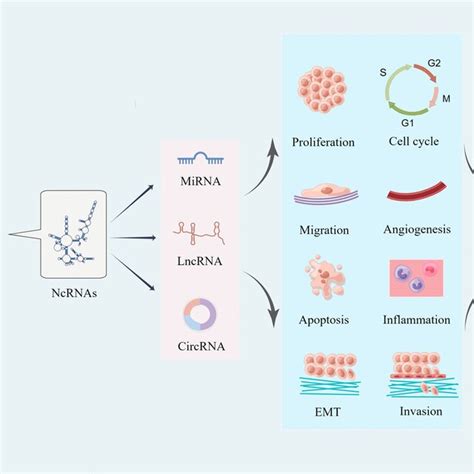 Biogenesis And Function Of Main Ncrnas Including Mirnas Lncrnas And