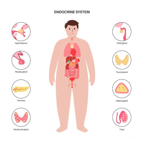 Human Endocrine System Photograph By Pikovit Science Photo Library