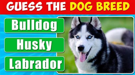 Guess The Dog Breed Quiz Quizzybee Youtube