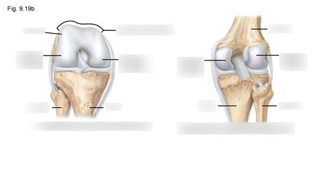 Knee Joint Diagram Quizlet