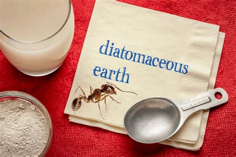 What Is Diatomaceous Earth And How Does It Kill Ants? - Homeless Pests